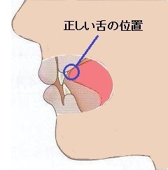 正しい舌の位置.jpg